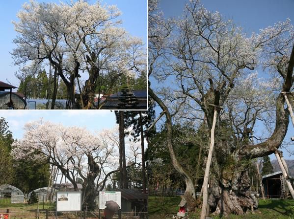 長井市の自然