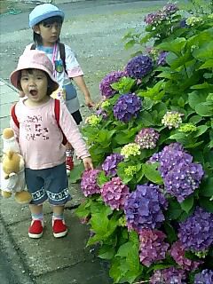 「ここに咲いてるよぉ」