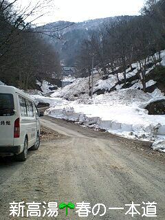 春に・・・新高湯一本道