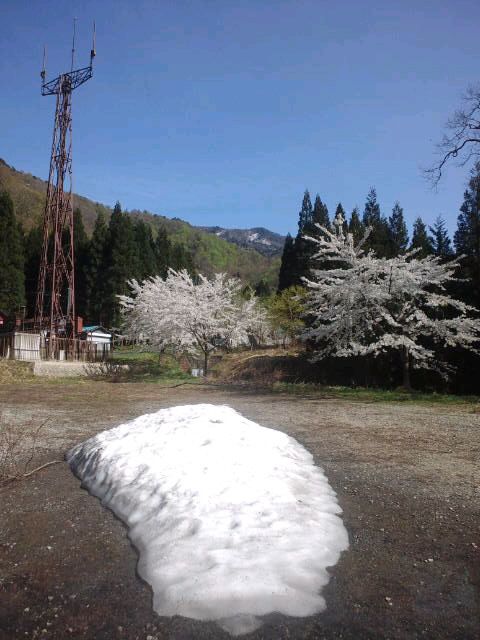 雪と桜？！アーンてな！　雪玉合戦しながら花見なんて・・　あ～ンテナ
