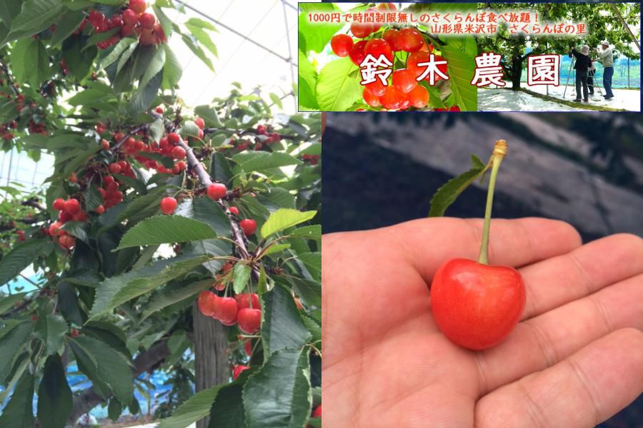 観光さくらんぼ鈴木農園OPEN！