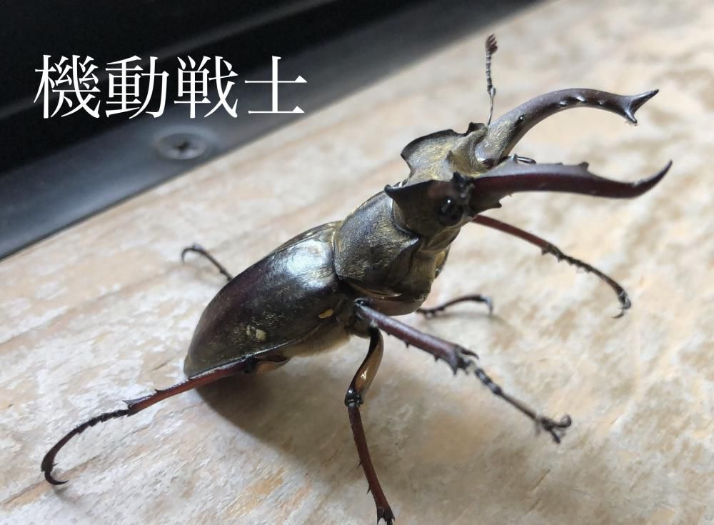 【ミヤマクワガタ】ショット＆リリースが基本です。