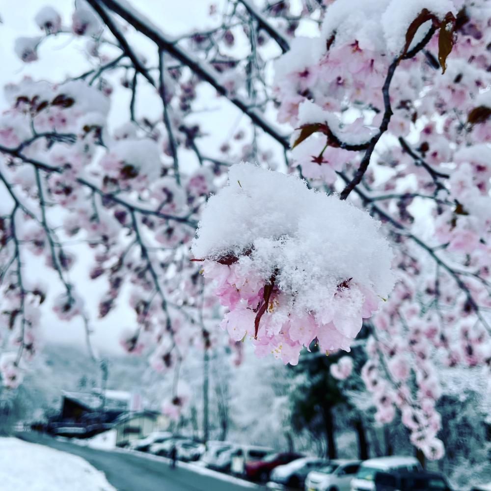 雪桜・・・それは先月末のこと