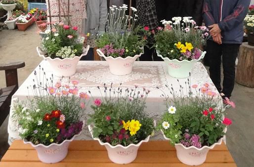 春の寄せ植え教室のご案内