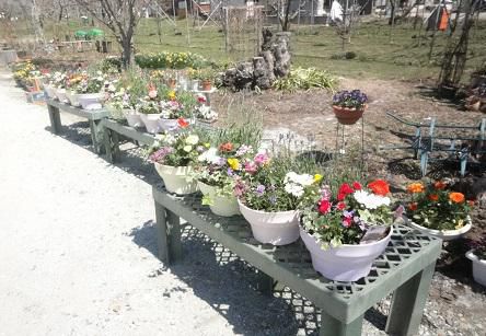 寄せ植え教室2014
