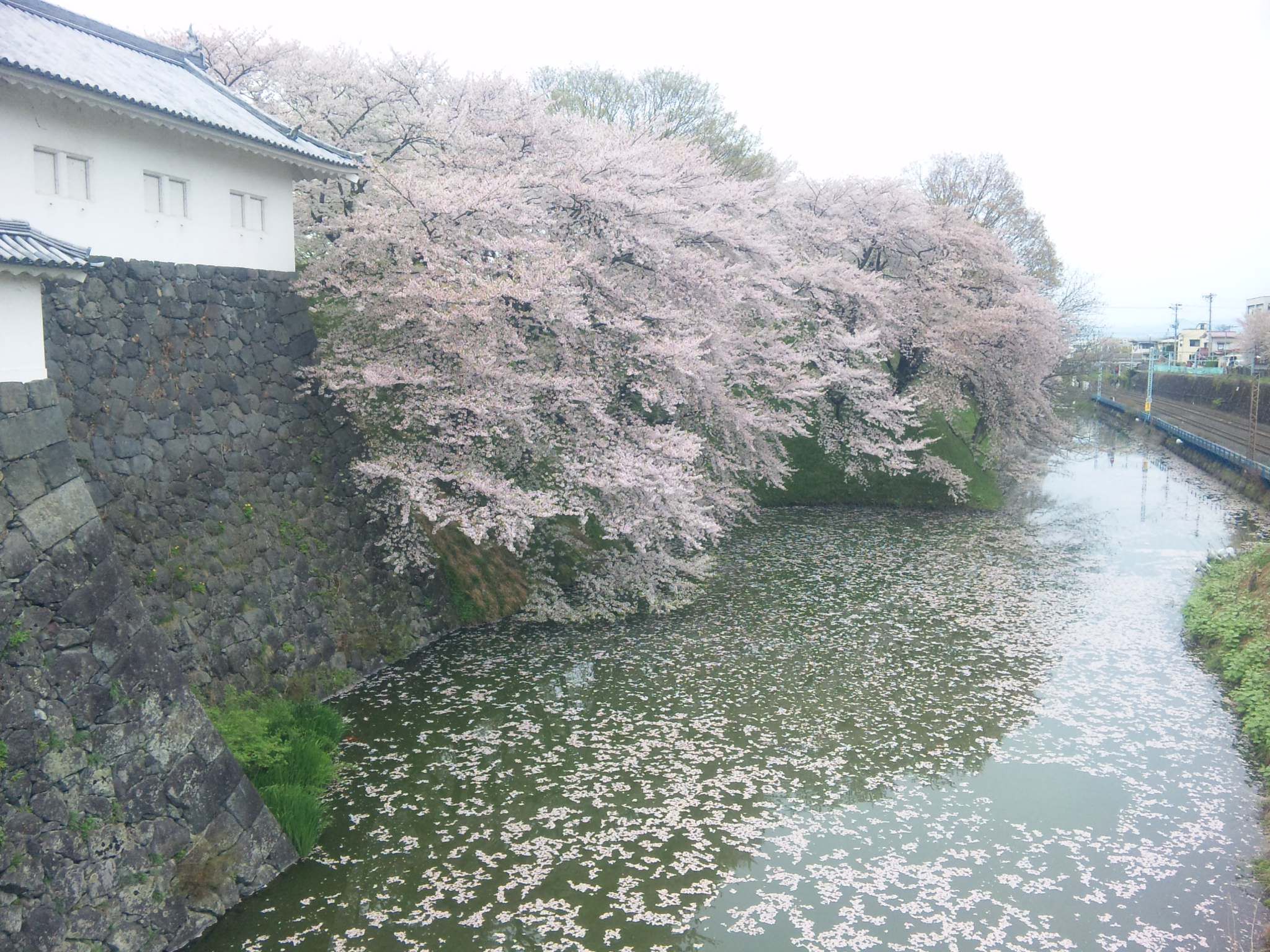 桜景色♪