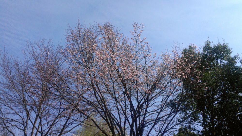 我が町も開花？宣言♪
