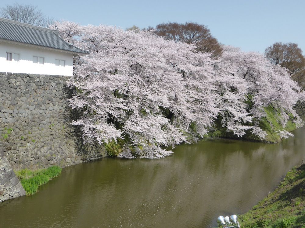 桜満開！