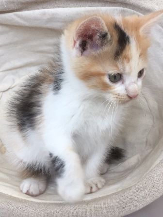 猫の手も借りたい！