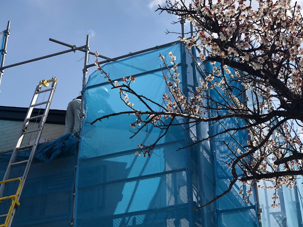 桜の木の上で・・・