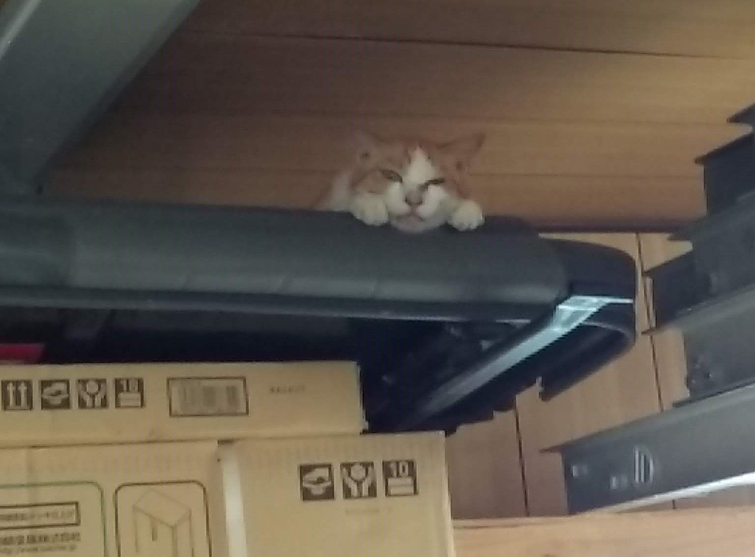 ふてぶてしい　侵入者(=^・^=)