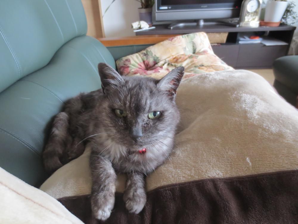 今日は、猫の日！