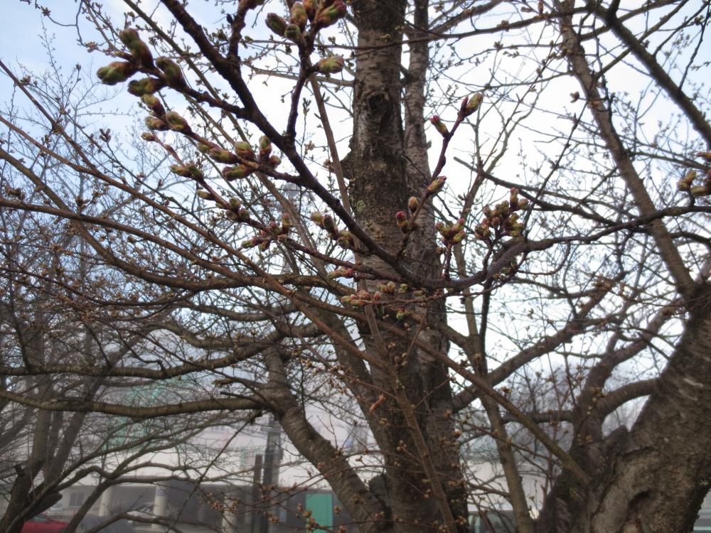 開花が待ち遠しい！