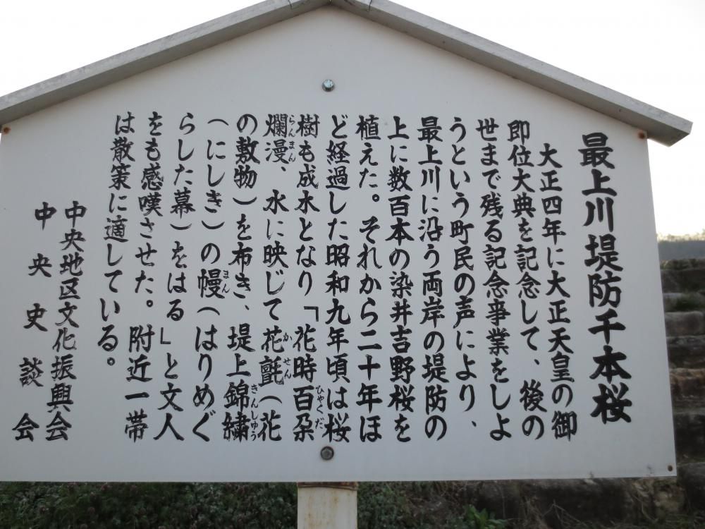 桜シーズン到来！