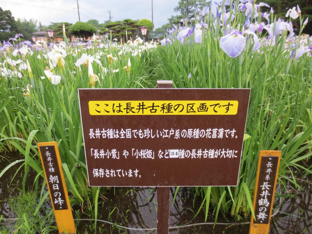 あやめ公園、見頃を迎えています。