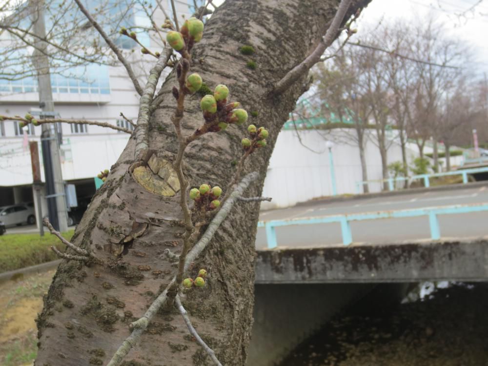 お花見のお供は？