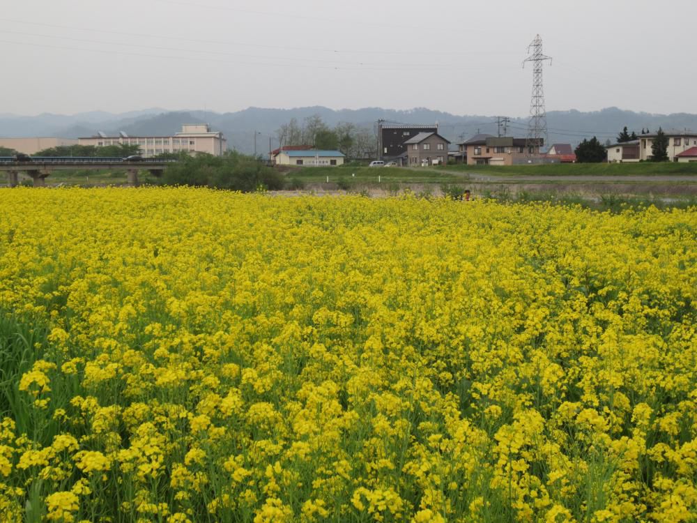 菜の花畑