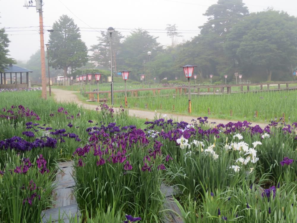 今朝のあやめ公園