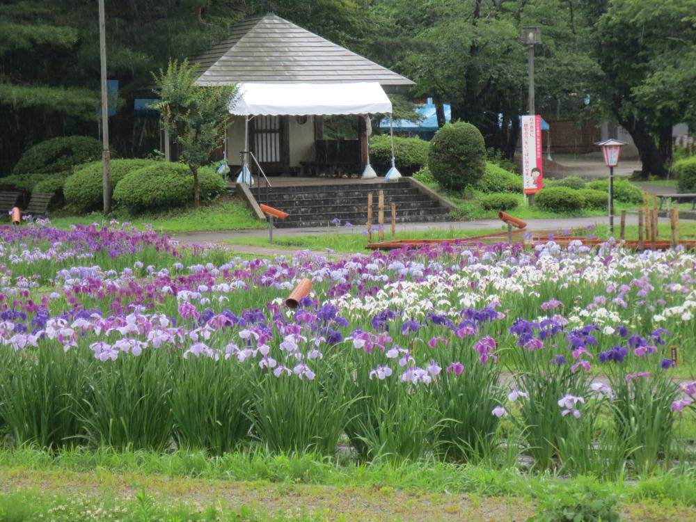 今日のあやめ公園