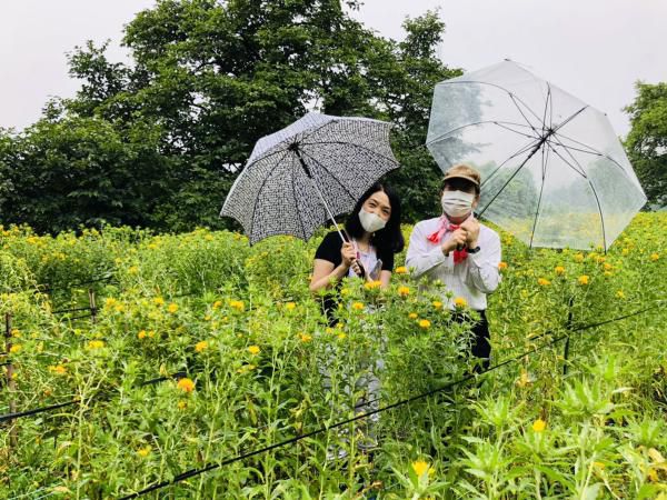 おらんだ専科常用紹介｜白鷹町　紅花特集