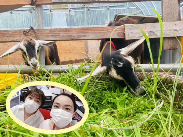 おらんだ専科情報紹介｜安部ぶどう園
