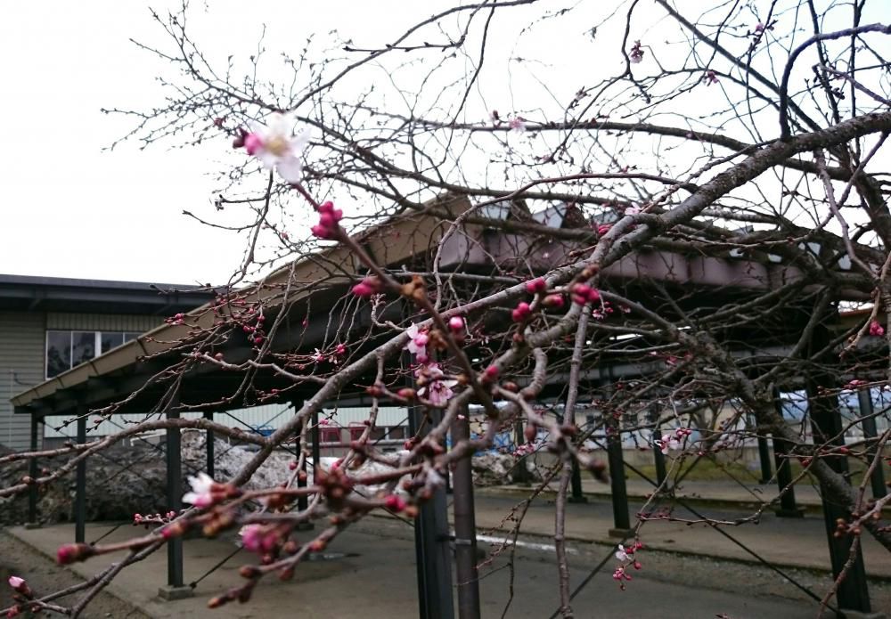 初めての桜！