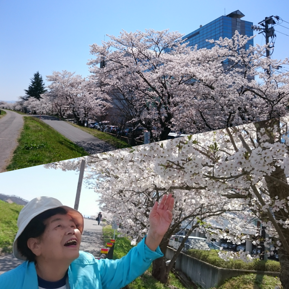 桜・桜・桜