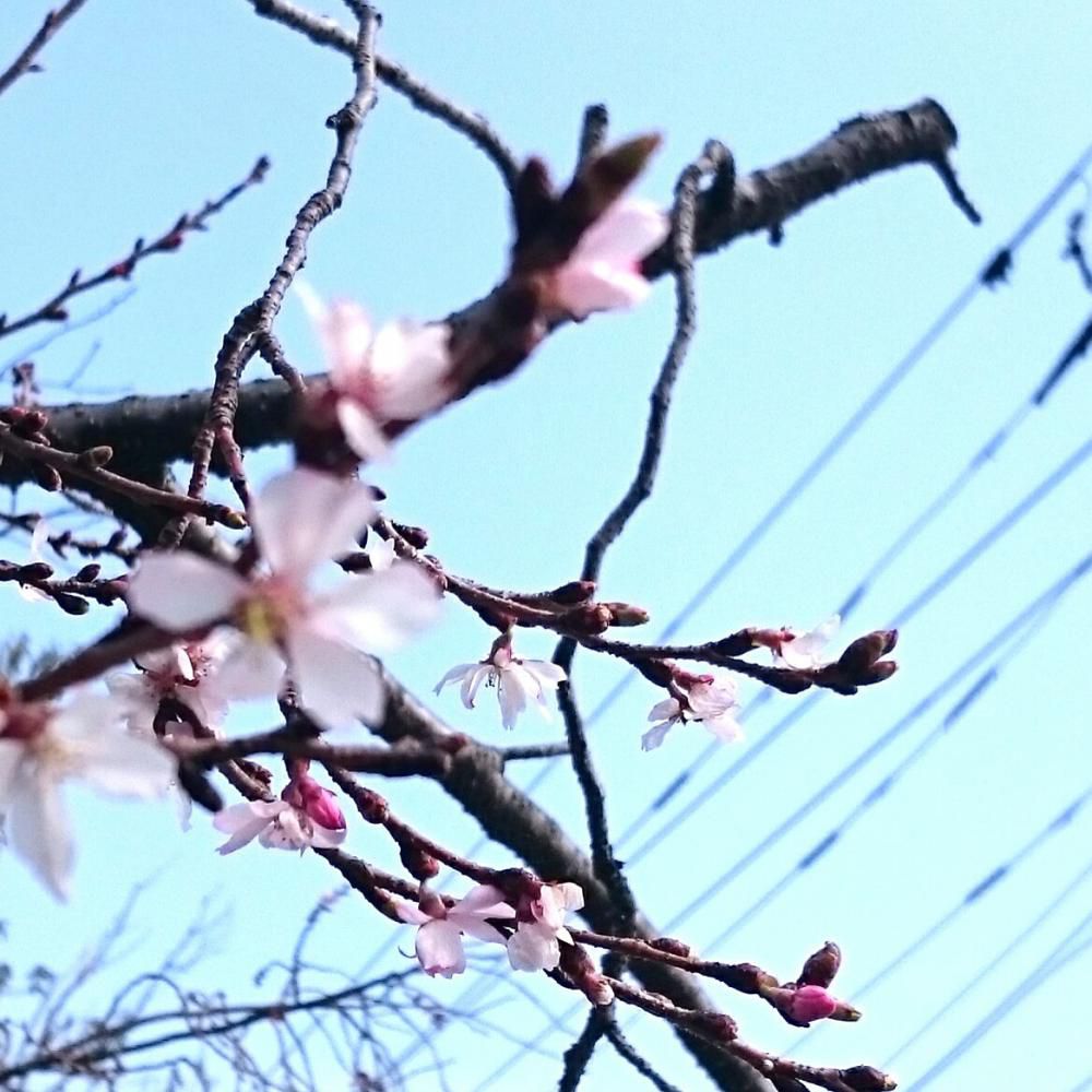 桜が咲いた！