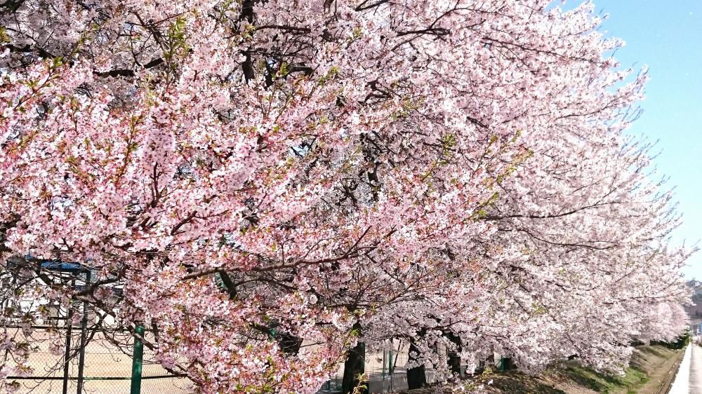 満開の桜