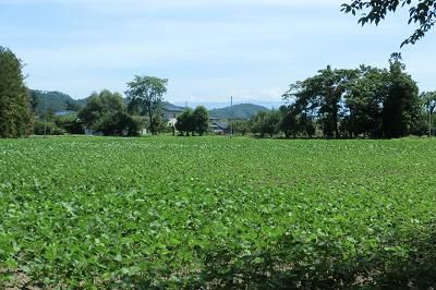 停車場を降りれば　⑧豆畑が広がる　