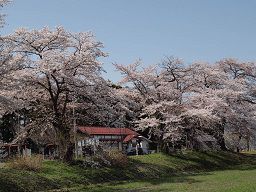 ４月２８日の開花予想in成田駅