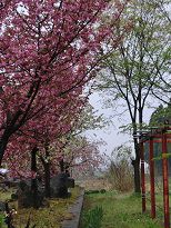 成田駅は桜満開！