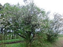 二度桜もあるでよ！