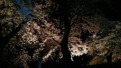 桜満開です