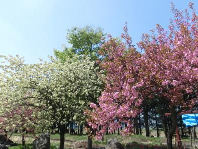 成田駅前は花盛りなり