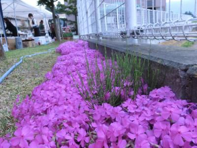 これが吉川病院の花見なの？