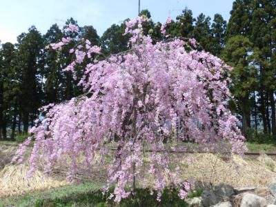 もうすぐ花見だ！　ちゃぶ台写真展も