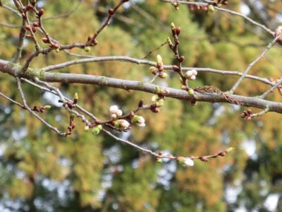 早くも桜咲く？