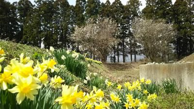 桜も満開に