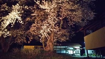 桜のライトアップ
