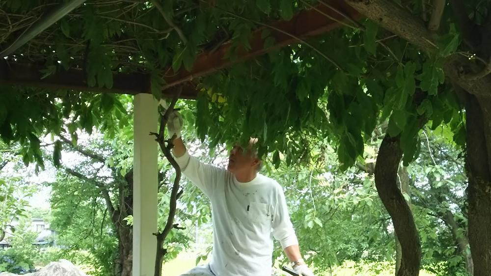 藤棚を修繕中