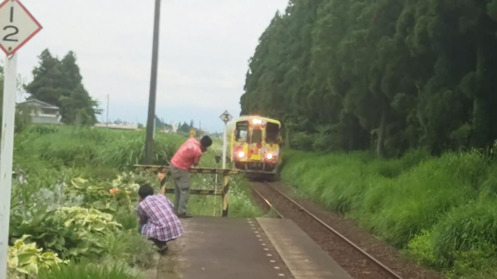 ダリア列車登場