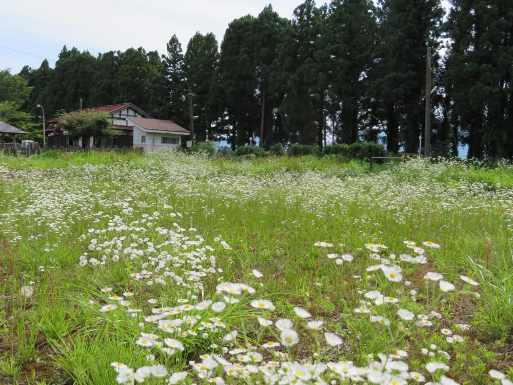 どんな花でも美しい・・・
