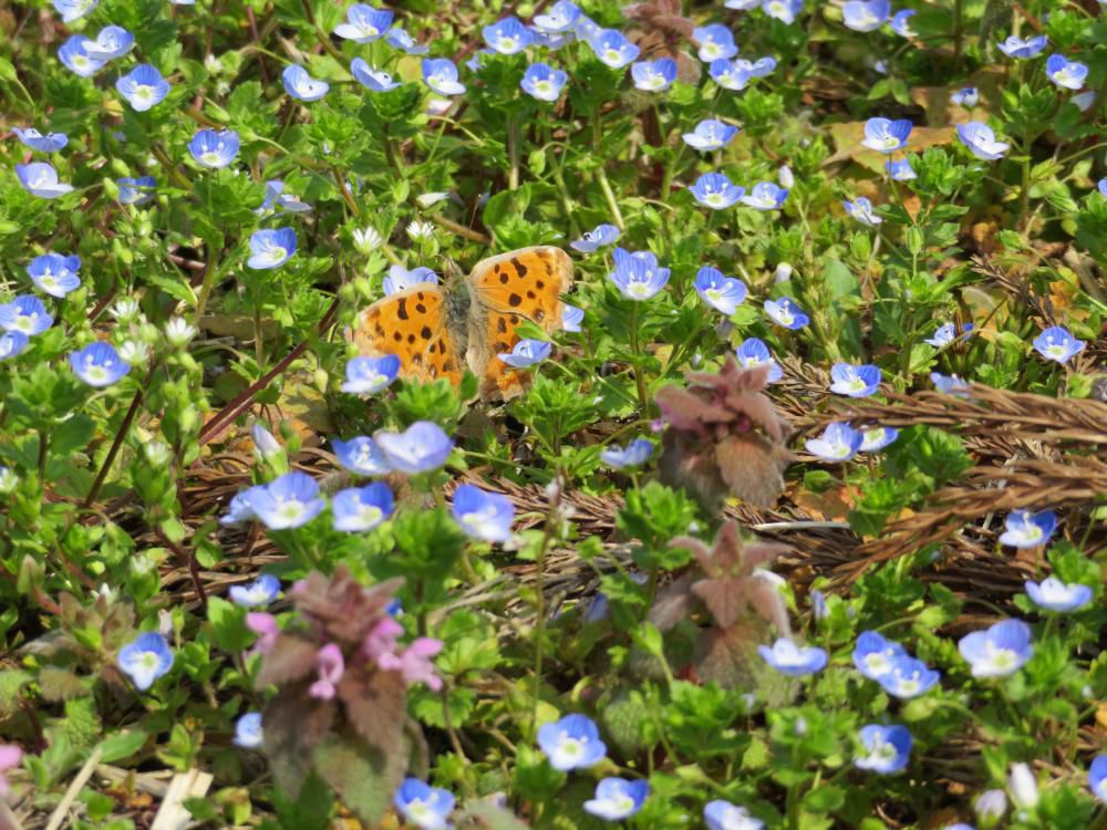 小さな花が満開です