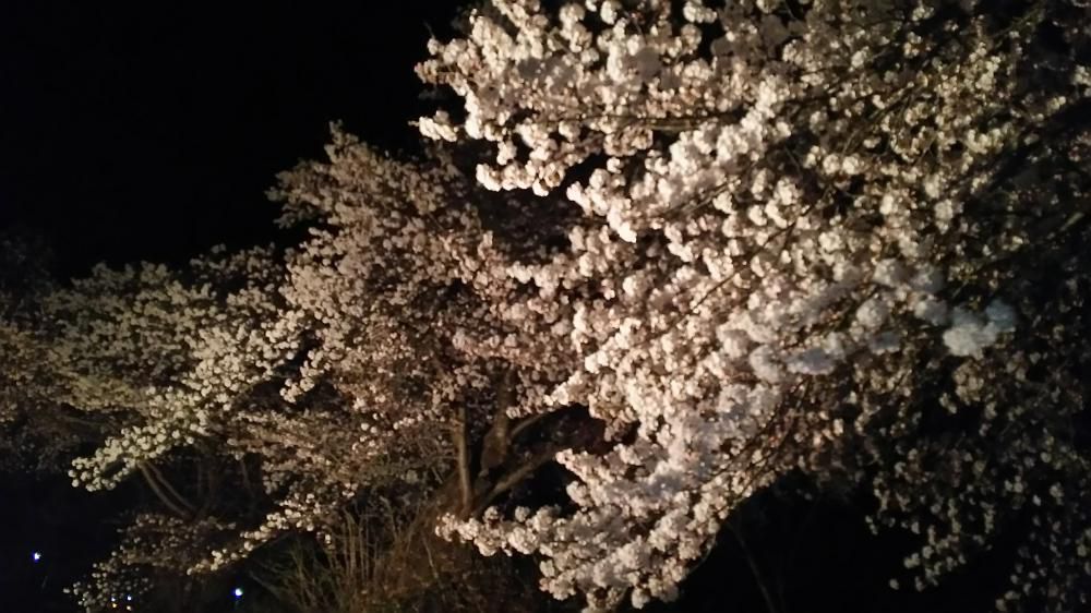 今晩の成田駅の桜情報