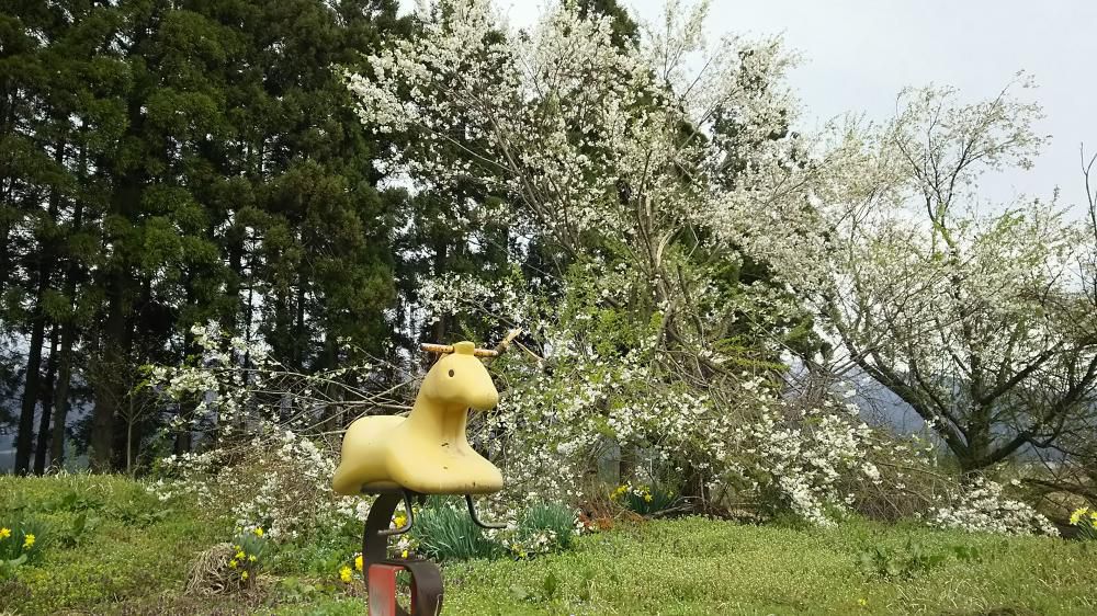 成田駅の桜情報  その３