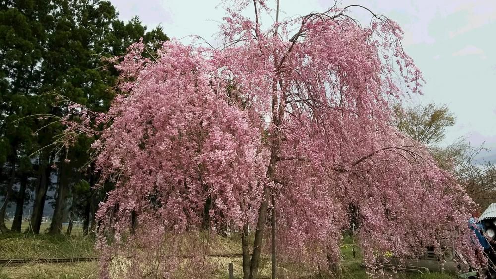 成田駅の桜情報　その４