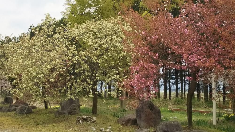 成田駅の桜情報  その６
