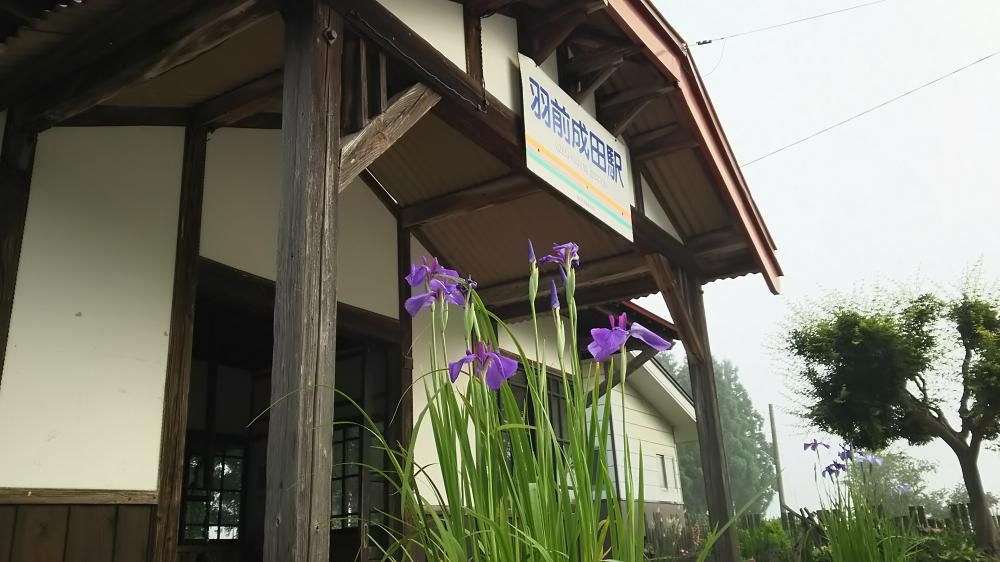 成田駅にアヤメ咲く