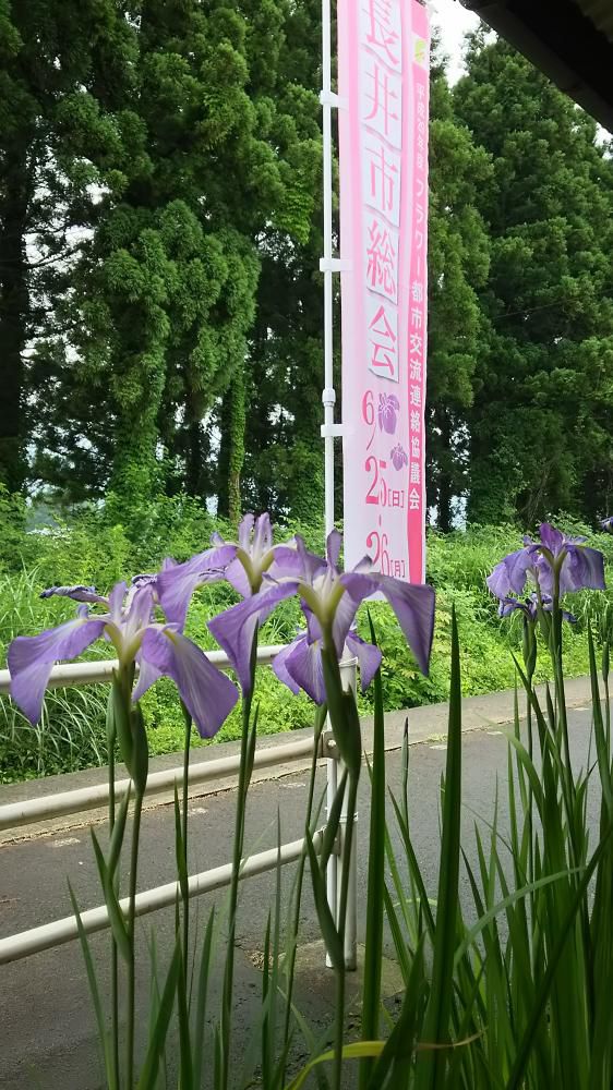 歓迎  フラワー都市の皆さん